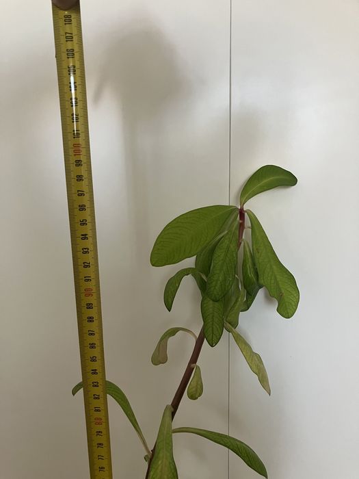 Doua plante de cauciuc