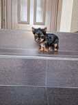 Yorkshire terrier mascul