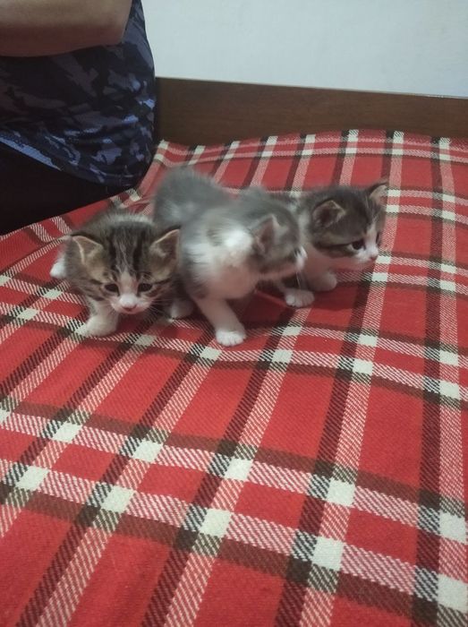 Отдам котят даром