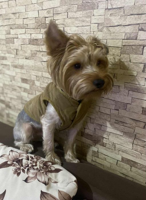 Чистокръвни йоркширски териери – мъжки