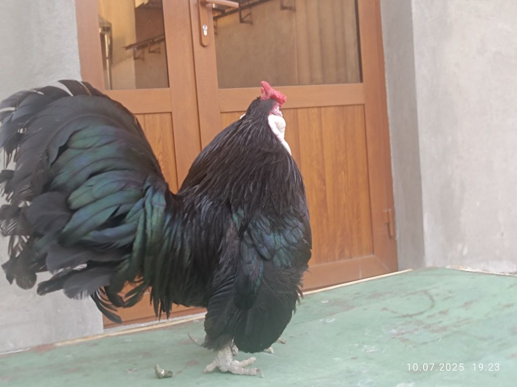Ko shamo bilan bantam