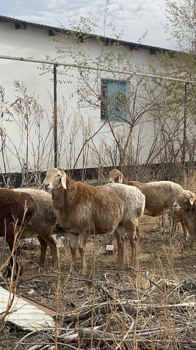 Арашан кошкар продам