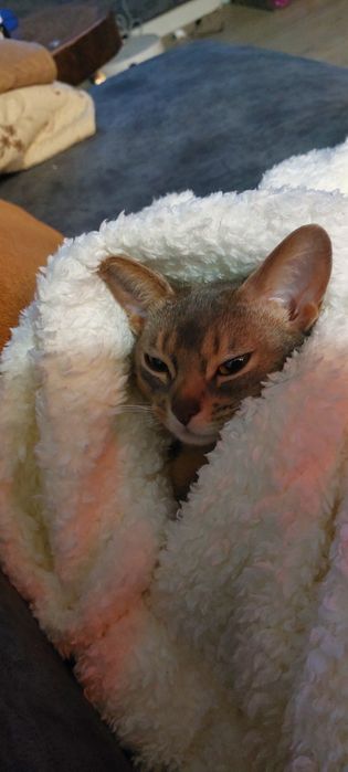 Нужен жених для кошки