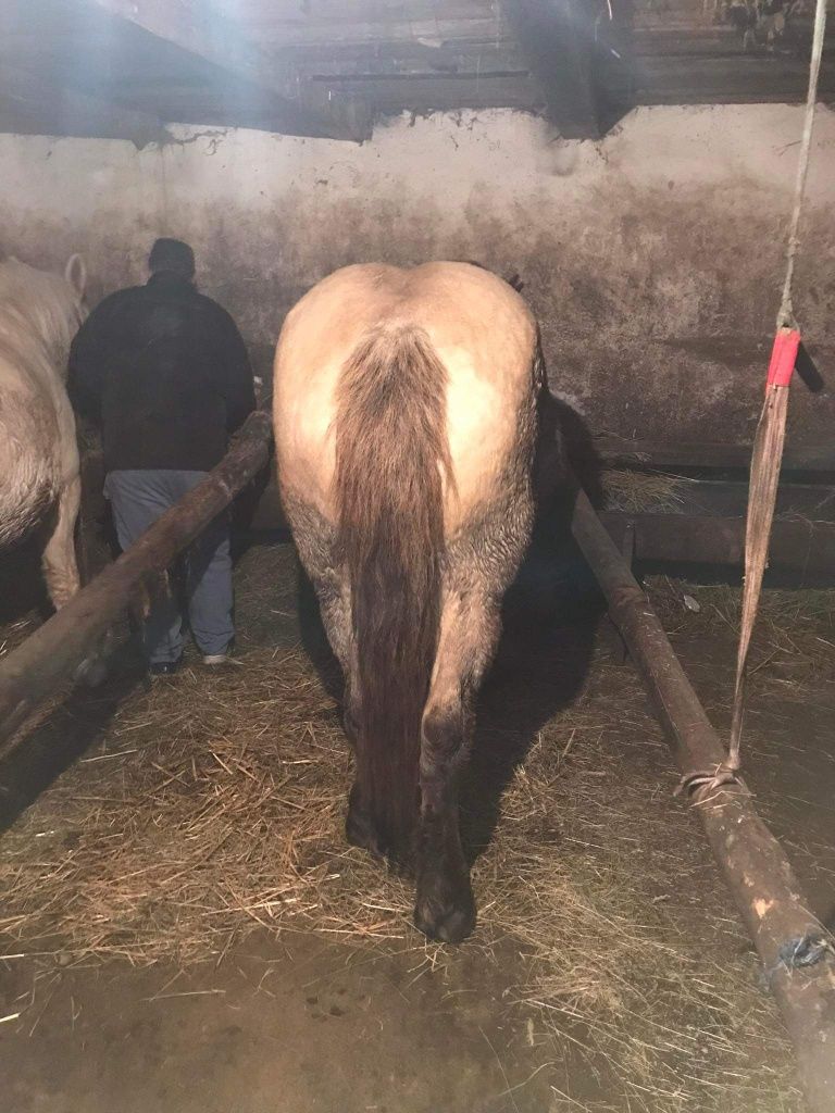 Manza de 3 ani izabel merge la caruta crescuta de mi e