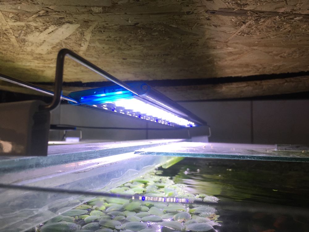 Lampi led -plante