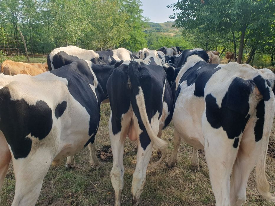 Vind sau schimb tauri de holstaine