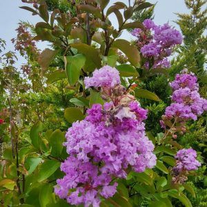 Liliac INDIAN Mov