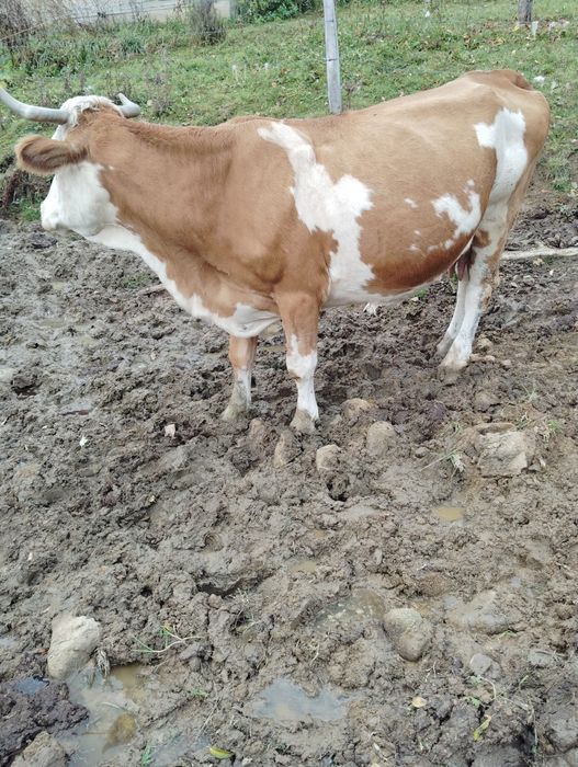 Vând vaca de 10 ani cu vițel.