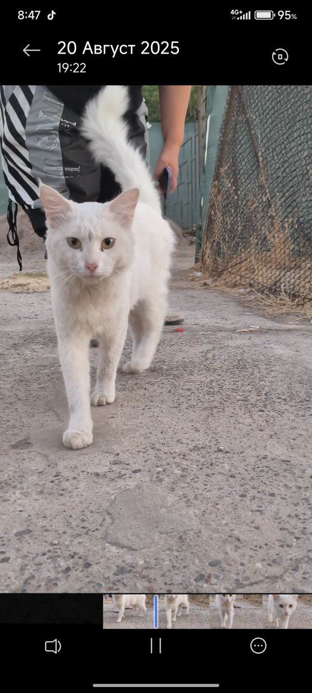 Котик в добрые руки
