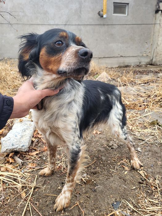 Бретонский эпаньоль охотничья