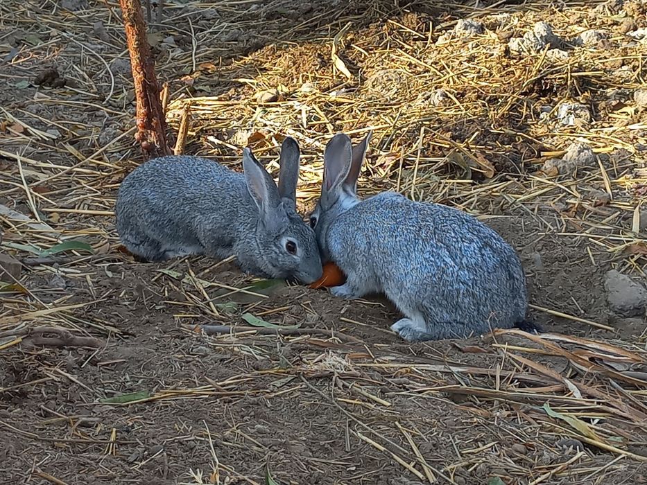 Хўроз ва қуёнлар сотила