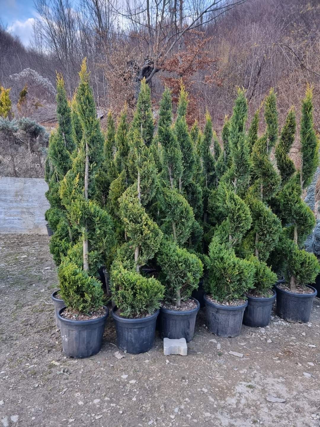 Mesteacăn tei tuia smarald lelandy braband prunus pisardis cedus