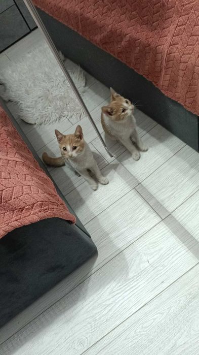 Adoptie pui de pisica Magurenii