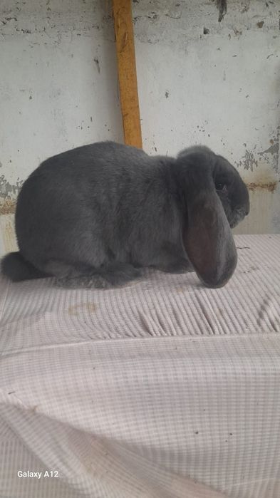 Femele berbec german