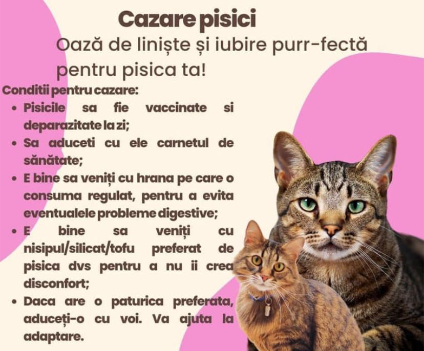 Pensiune Pisici Rediu-Iasi