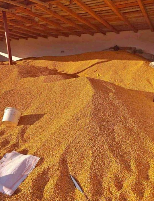 Vând grăunte uscate