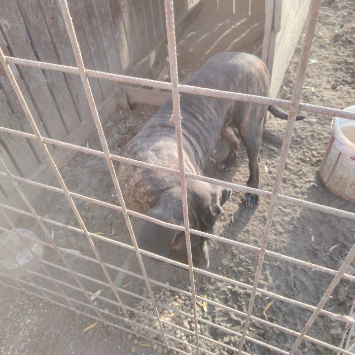 donez un caine cane corso 2 ani are femela