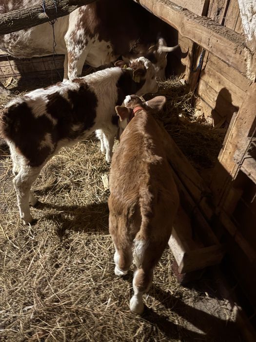 Vaca de 6 ani cu 2 vitei , un tauras si o vitea