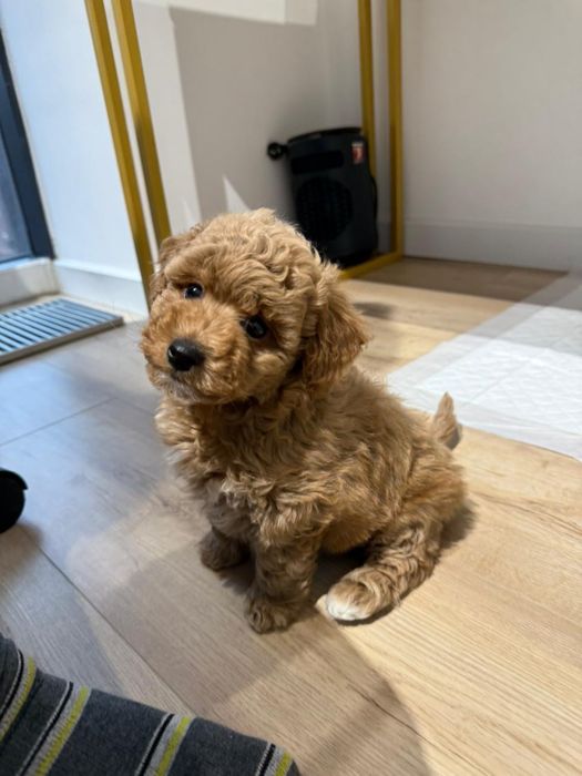 Мальтипу ф1 девочка