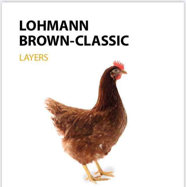 Ști care este diferența dintre o Puicuță Ouătoare și o Găină Reformă?