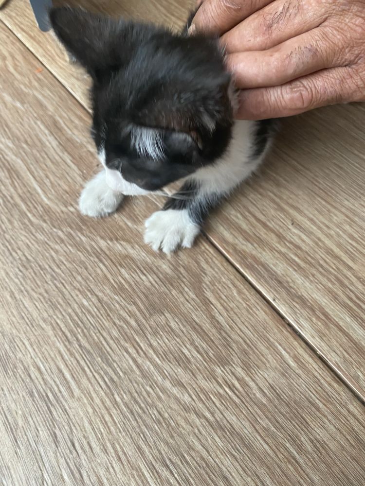 Котёнок в добрые руки.