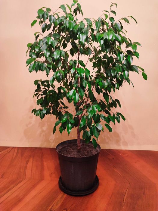 Фикус Бенджамина