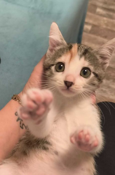 Daisy și Lilly își caută căsuță cu oameni responsabili.