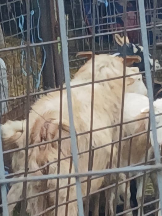 Vand tap aproximativ 50kg