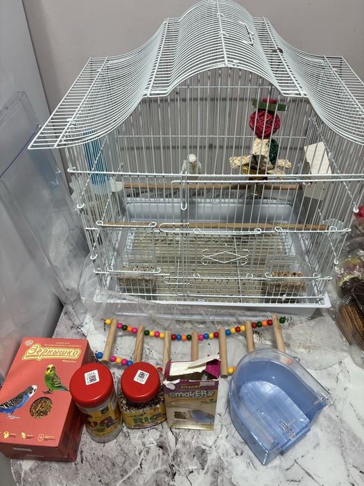 Продается молодой  волнистый попугай со всем необходимым