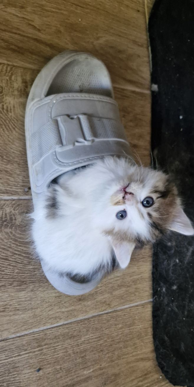 Подарявам 2 малки котета
