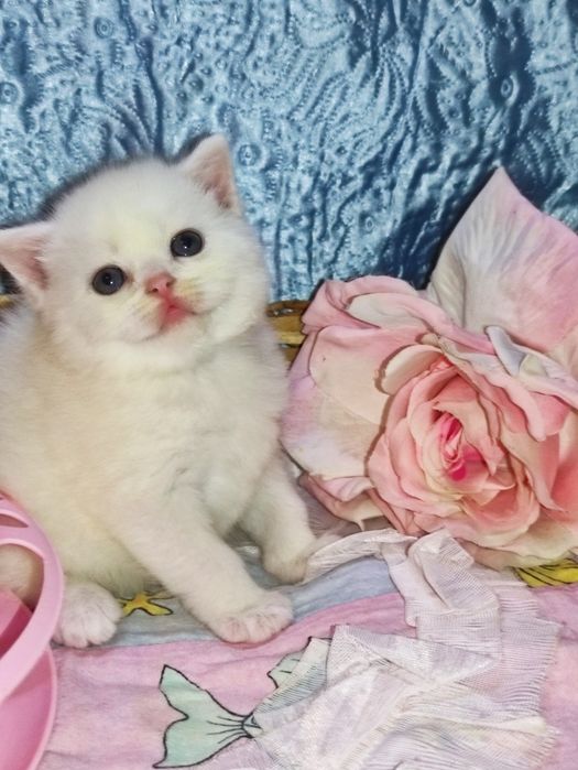 Продается шикарный белоснежный котенок девочка