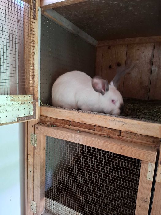 Uriaș de Transilvania