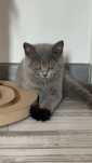 Pisicuta British shorthair Blue