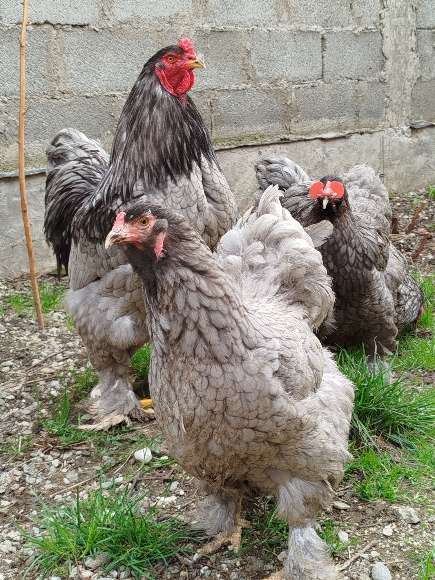 Oua incubat brahma