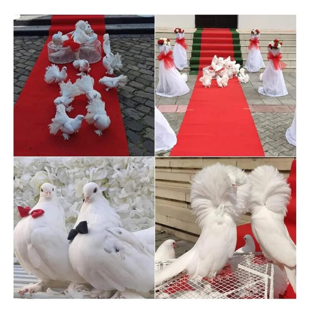 Porumbei albi pentru nunti și aranjament cristelniță