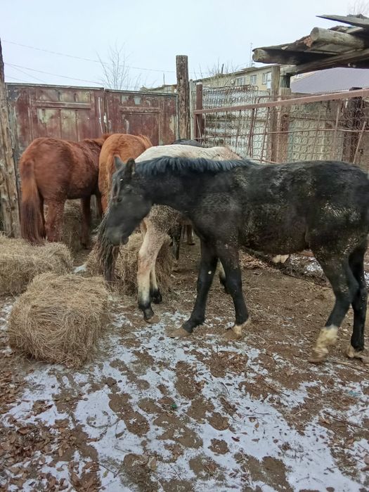 1,5 жасар семиз откормдагы тайлар 450 мын 5 бас байтал бар 1 бас