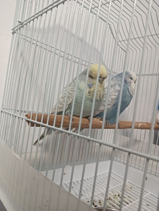 Vand papagali  perusi standard