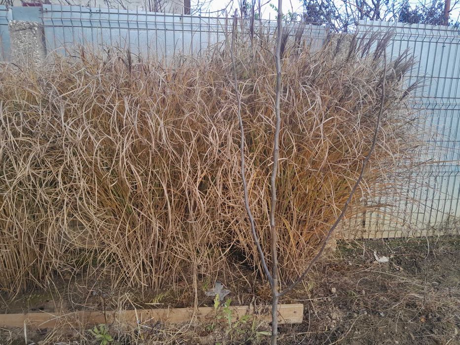 Iarba de pampas, anul 4-5