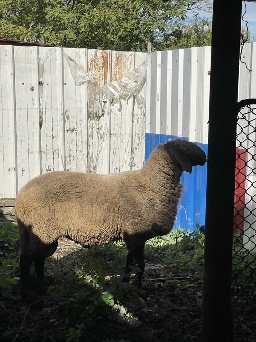 Vand Berbec Carabasi