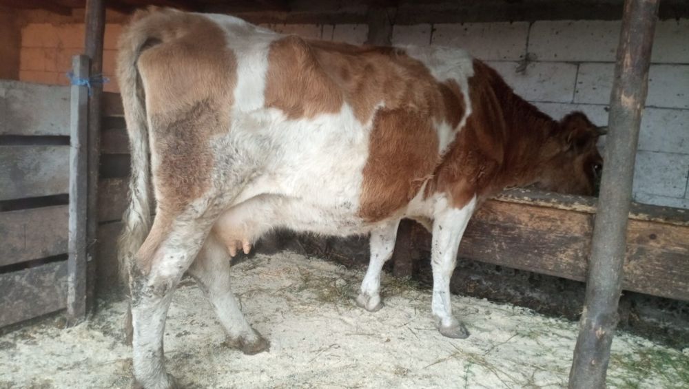 Vând vacă la alegere