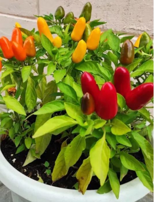 Росток перчика (съедобен). Комнатные растения. Комнатный цветок.