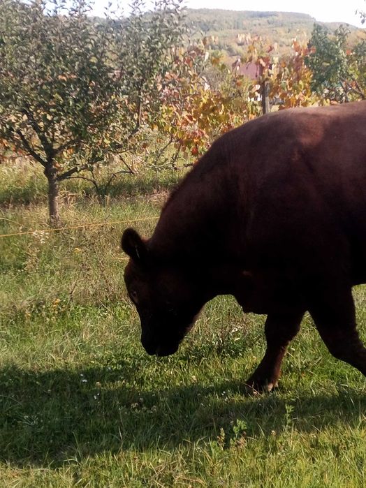 De vânzare sau schimb taur angus