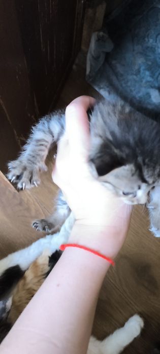 Котята 1,5 месаца