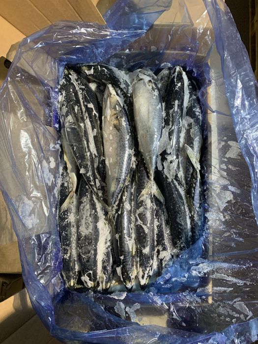 Скумбрия (400-600)/филе курица филе судак /филе щука/фарш судак АКТОБЕ