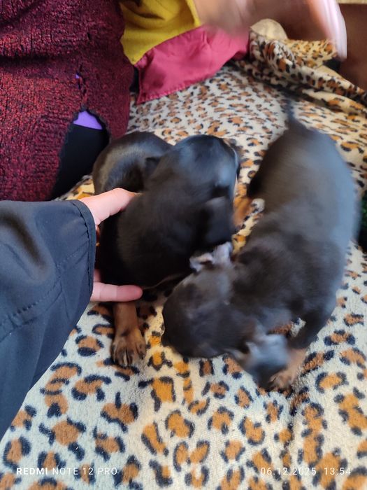 2 броя пинчери женски