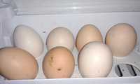 яйца домашнии куриные