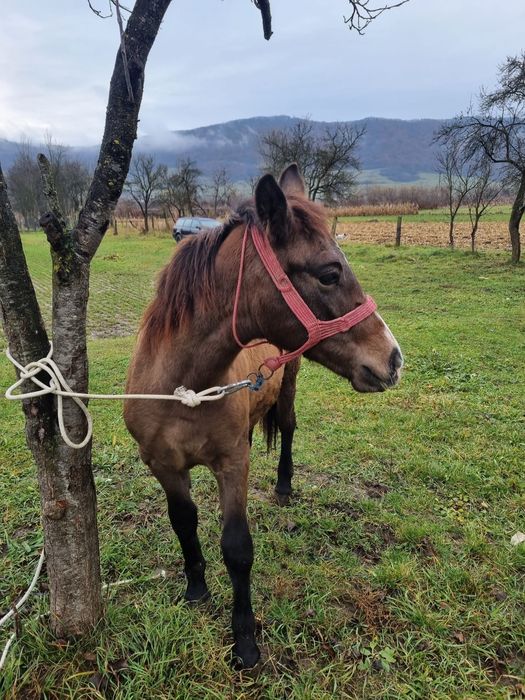 Vânz Mânză 8luni foarte cuminte si prietenoasa