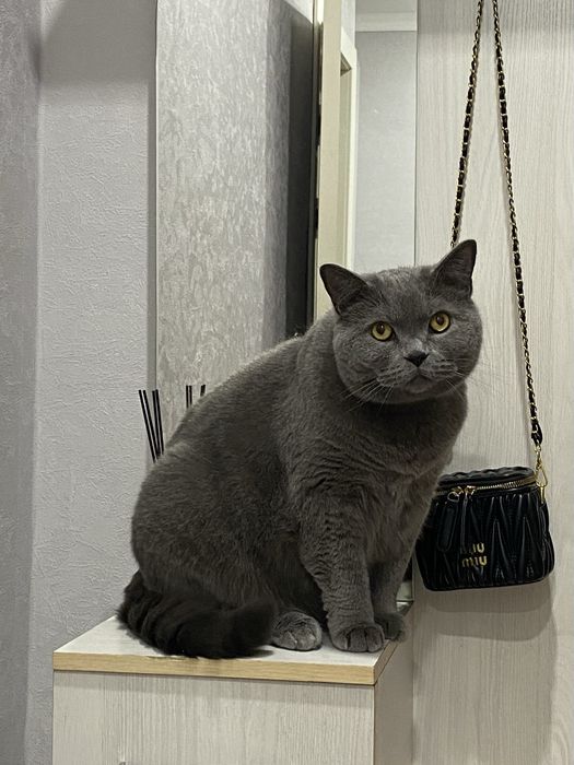 Отдам кота в хорошие руки