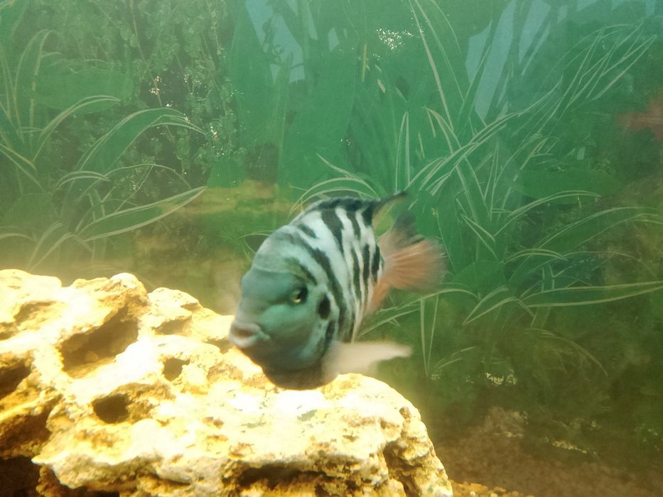 Сапфировый папугай