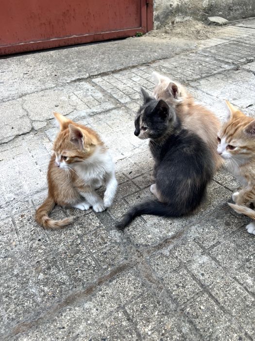 Полу-породисти Котенца